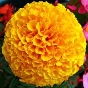 Marigold mature width