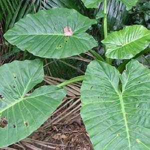 Alocasia Benefits