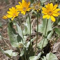 Arrowleaf Balsamroot