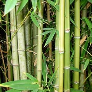 Compare Bamboo and Eucalyptus