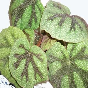 Scientific Name of Begonia masoniana