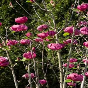 Scientific Name of Black Tulip Magnolia