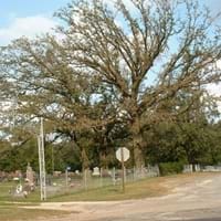 Burr Oak