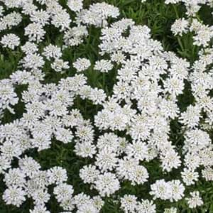 Candytuft Facts