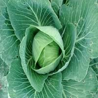 Celery Cabbage