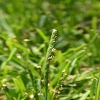centipede grass seed