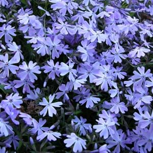 Scientific Name of Creeping Phlox