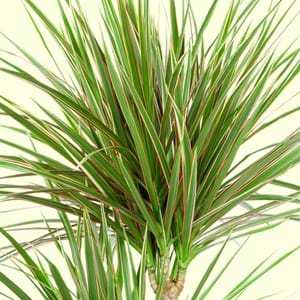 Dracaena Marginata Facts