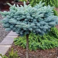 Dwarf Blue Spruce