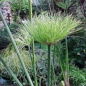 dwarf papyrus care of