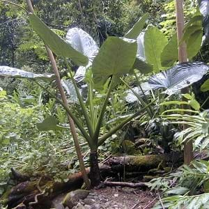 Scientific Classification of Elephant Ear