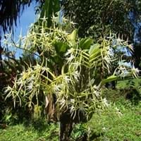 Epidendrum