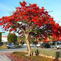Flamboyant Tree