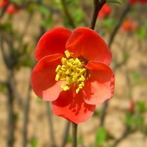 What Is Flowering Quince and Mock Orange?