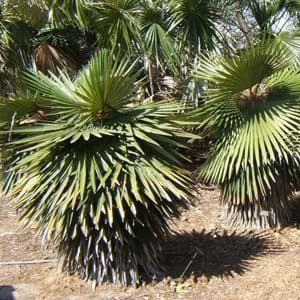 Guano | Guano Plant