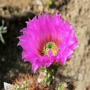 how to take care of a hedgehog cactus