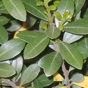 Japanese Holly and Ajwain plant Care