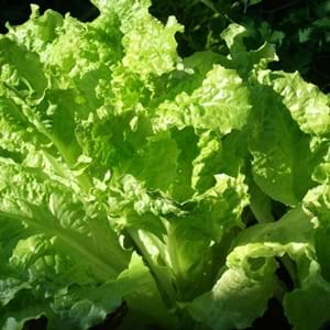 Scientific Name of Lettuce