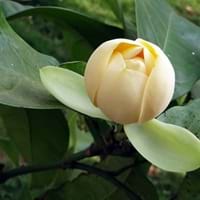 Magnolia Liliifera