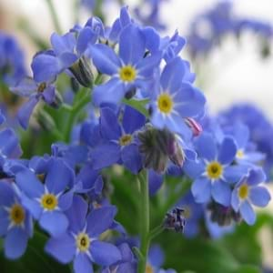 Compare Myosotis Sylvatica And Myosotis Alpestris