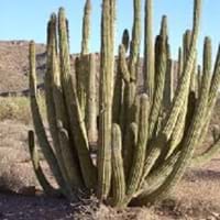 Organpipe Cactus