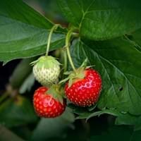 Ozark Strawberry