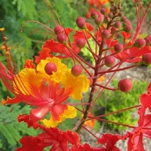 Гордостта на стайното растение на Барбадос