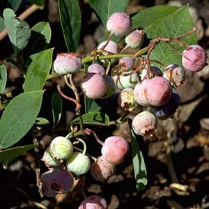 Compare Rabbiteye Blueberry and Rhododendron Arboreum