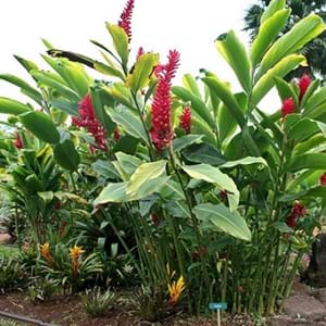 Scientific Name Of Red Ginger Plant