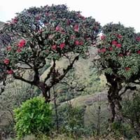 Rhododendron Arboreum