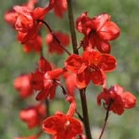 Scarlet Delphinium