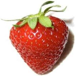 strawberry classification scientific