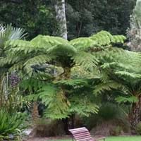 Tasmanian Tree Fern