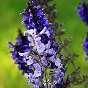 Compare Walkers Low Catmint And Russian Sage