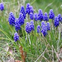 Wild Hyacinth