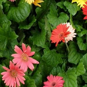 Gerbera Daisy Benefits