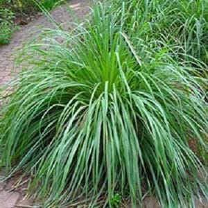 Lemongrass Plant1420Med 300 