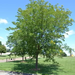 Thornless Honeylocust | Thornless Honeylocust Plant