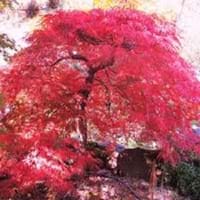 Weeping Maple